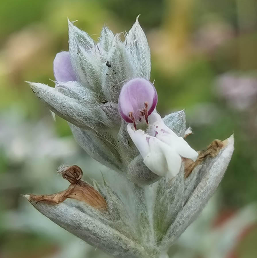 Stachys sp